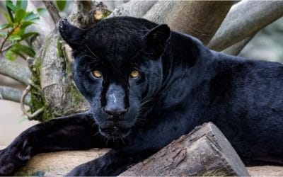 Revolutionary ‘Panther’ Hosting Platform Launched